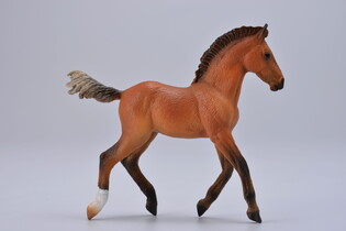 COLLECTA ŹREBIĘ RASY HANOWERSKIEJ 4