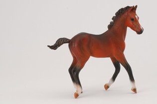 COLLECTA ŹREBIĘ RASY QUARTER MAŚCI BAY 3