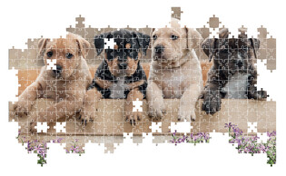 LISCIANI PUZZLE ADULTS SZCZENIAKI 500 ELEMENTÓW 2
