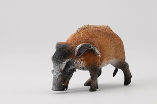 COLLECTA ŚWINIA RZECZNA 4